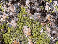 Mit bunten Flechten überzogener Fels in der Serra da Marofa